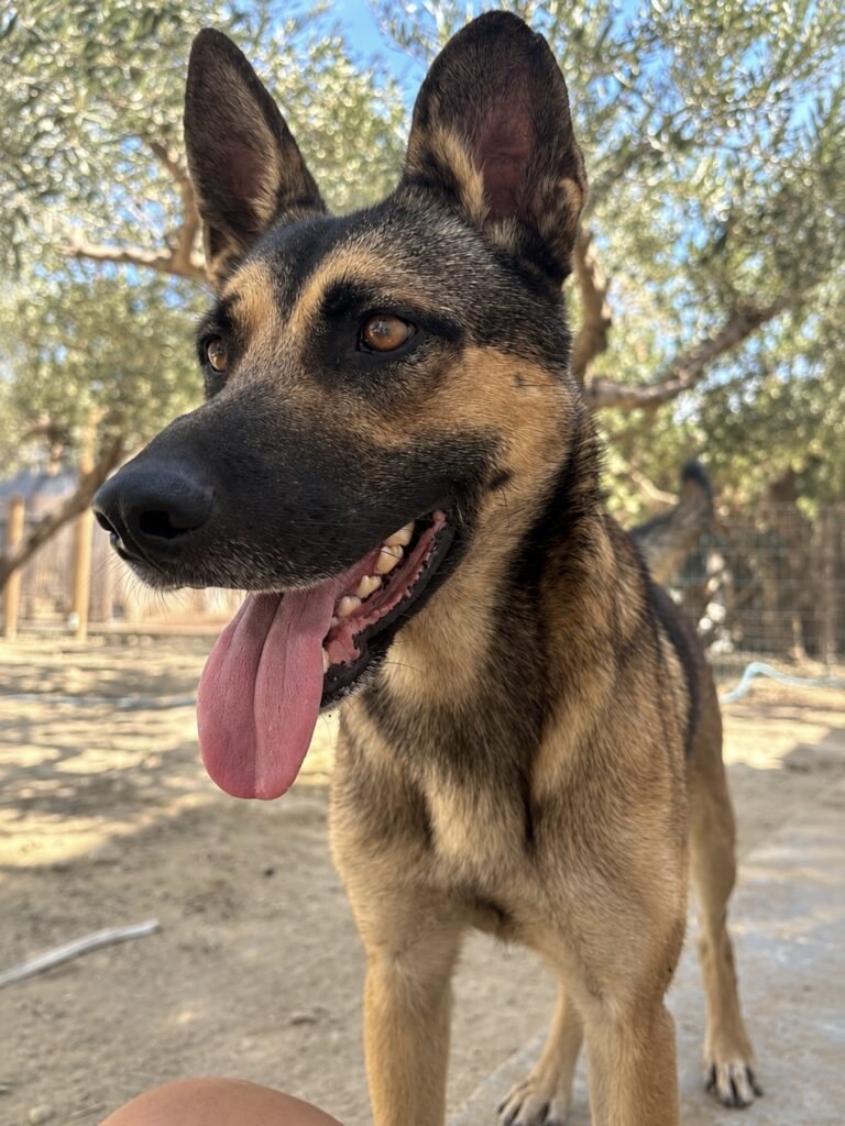 Cabo, 2 años
