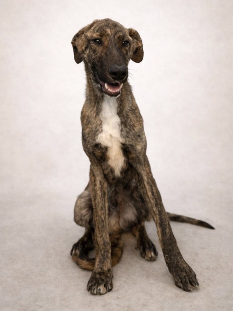 Jumba, Macho · 1,5 años