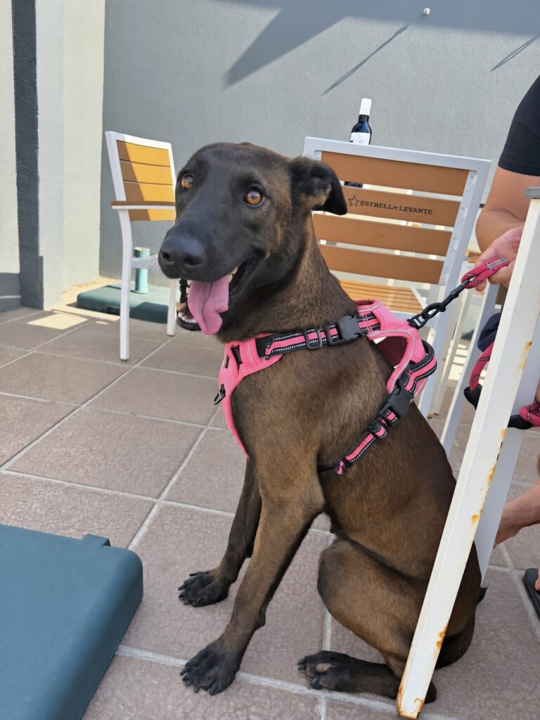 Nena, Hembra · 2 años