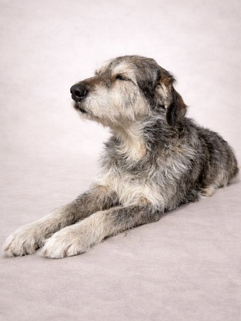 Rocky, Macho · 6 años