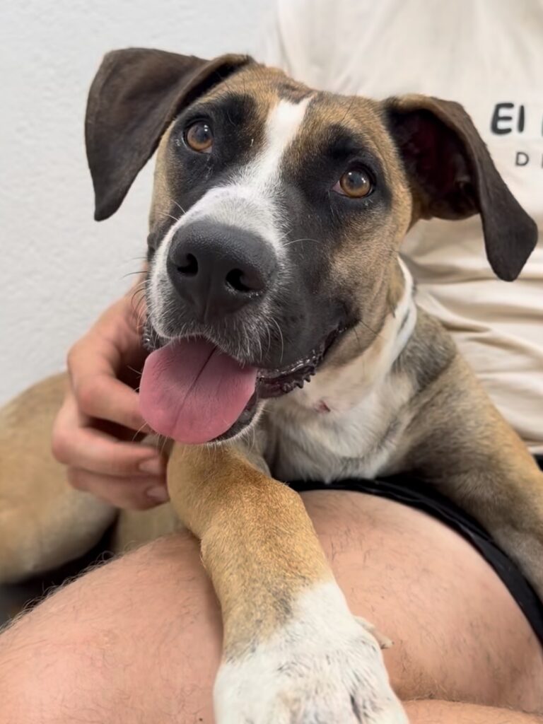 Simba, Hembra · 1,5 años