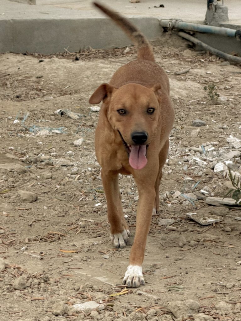 Zacarías, Macho · 1,5 años