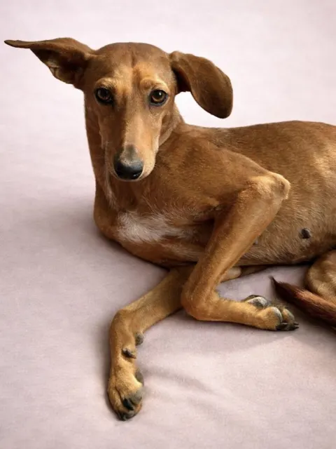 Chica, Hembra · 5 años