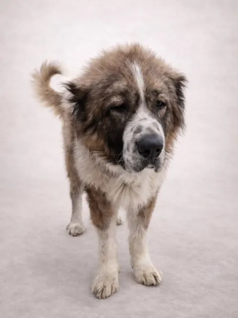 Goliat, Macho · 4 años