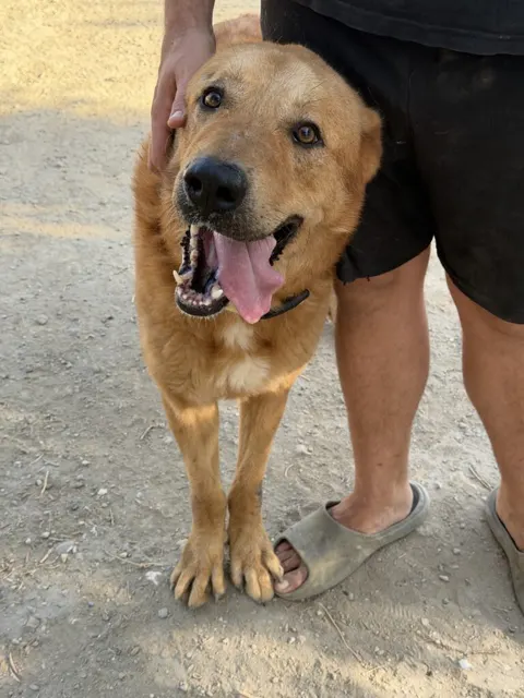 Ivone, Macho · 5 años