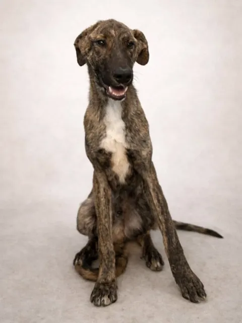 Jumba, Macho · 1,5 años
