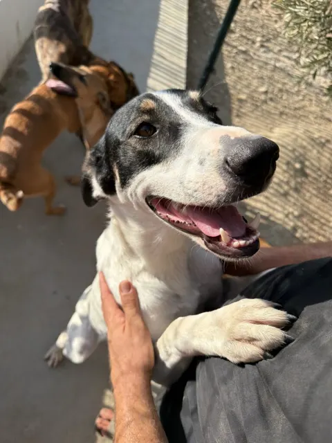 Milly, Hembra · 1 año