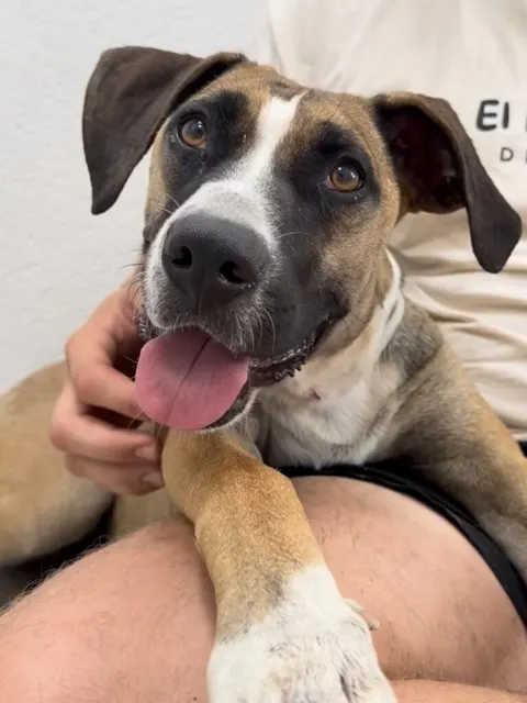 Simba, Hembra · 1,5 años