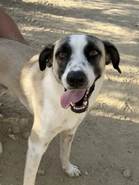 Theo, Macho · 1 año